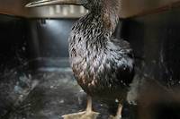 P&eacute;rou: un parc zoologique de Lima s'efforce de sauver les oiseaux de la mar&eacute;e noire
