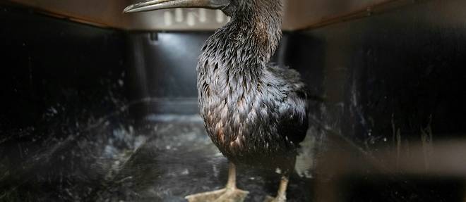 Perou: un parc zoologique de Lima s'efforce de sauver les oiseaux de la maree noire