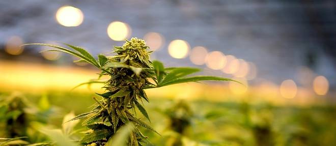 Le Conseil d'Etat suspend l'interdiction de la vente des fleurs de cannabis