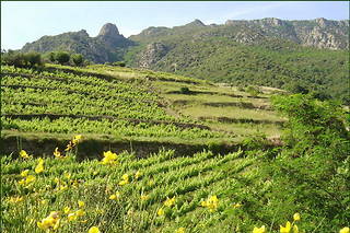 Vignoble de clairette en lyre, mas de Rouyre en Languedoc.
