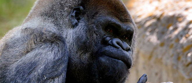 La cause de la mort de ce gorille de pres de 160 kg n'est pas encore connue.
