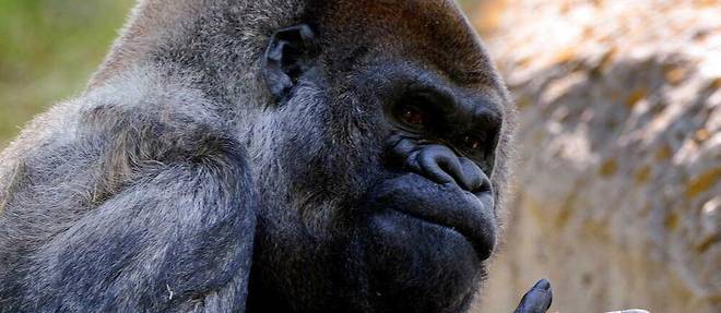 La cause de la mort de ce gorille de près de 160 kg n'est pas encore connue.
