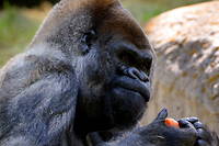 La cause de la mort de ce gorille de près de 160 kg n'est pas encore connue.
