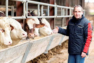  Dominique Daul, éleveur de bovins à Pfettisheim (Bas-Rhin), a équipé ses bêtes de puces.  ©Frederic MAIGROT/REA