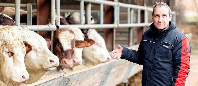  Dominique Daul, éleveur de bovins à Pfettisheim (Bas-Rhin), a équipé ses bêtes de puces.  ©Frederic MAIGROT/REA