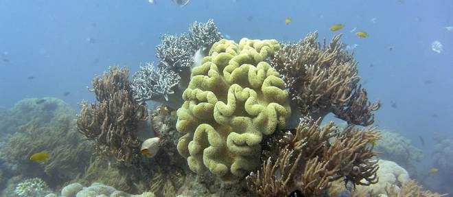 L'Australie investit dans la protection de la Grande barriere de corail