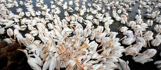 Un village mexicain, refuge de milliers de pelicans migrateurs, espere attirer les touristes