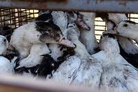 Grippe aviaire: 2,9 millions de volailles abattues depuis le d&eacute;but de la crise