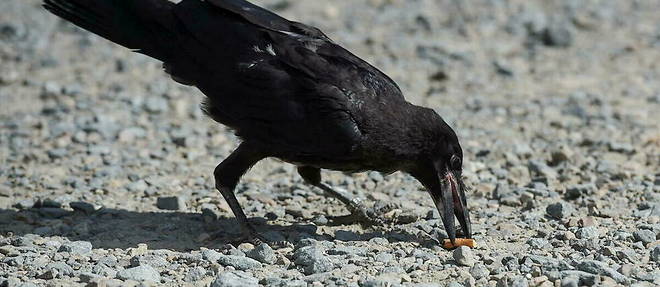 Un corbeau ramassant un megot. (Photo d'illustration)
