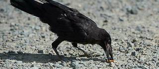 Un corbeau ramassant un mégot. (Photo d'illustration)
