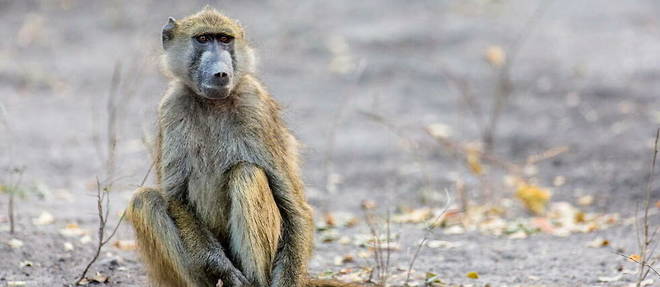 Selon une etude, les femelles babouins ayant manque de soins et de nourriture pendant leur enfance ont des difficultes a developper leurs liens sociaux (image d'illustration).
