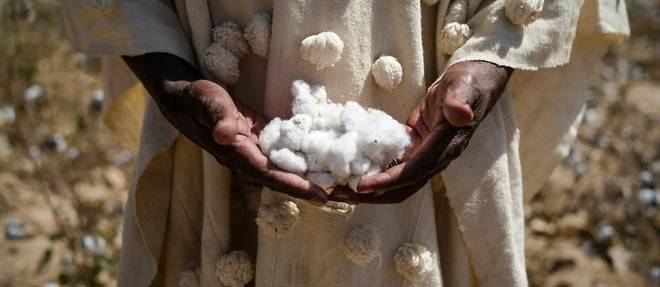 Les champs de coton malien sous le nuage des sanctions