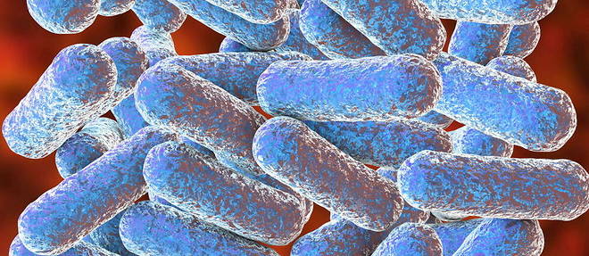 La bacterie Morganella morganii, que l'on retrouve dans les intestins (illustration).
