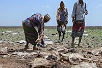 Treize millions de personnes menac&eacute;es de famine dans la Corne de l'Afrique