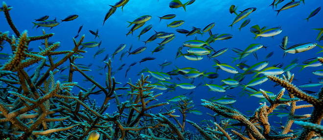 Longtemps ignoree,la haute-mer, qui represente plus de 60 % des oceans et pres de la moitie de la planete, pourrait voir aboutir un traite destine a la proteger. (image d'illustration)

