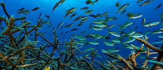Longtemps ignorée,la haute-mer, qui représente plus de 60 % des océans et près de la moitié de la planète, pourrait voir aboutir un traité destiné à la protéger. (image d'illustration)
