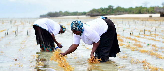 Recolte des algues rouges a Zanzibar, Selt Marine Group
