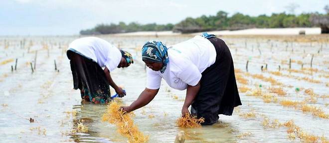 Recolte des algues rouges a Zanzibar, Selt Marine Group
