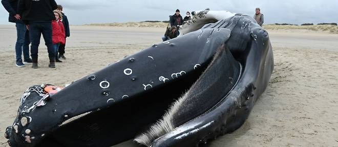 Pas-de-Calais: une baleine a bosse de presque dix metres s'echoue