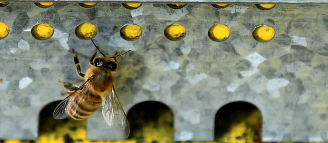 Pres de 60 000 abeilles ont ete volees au siege d'une chaine de supermarches en Pennsylvanie, aux Etats-Unis (photo d'illustration).
