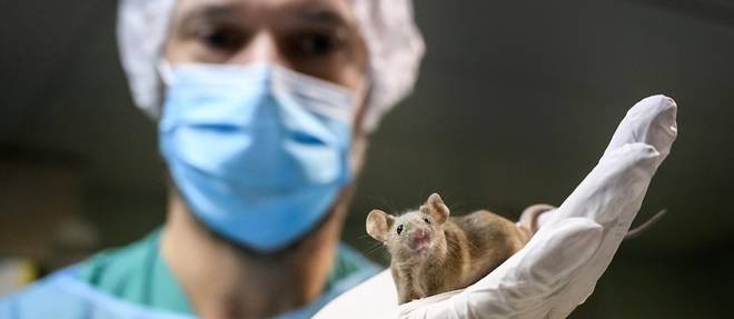 Pas d'experimentation animale ou humaine: la Suisse se prononce dimanche