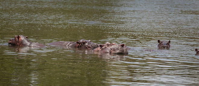 Des hippopotames pres de l'hacienda Napoles de Pablo Escobar a Doradal en Colombie.  
