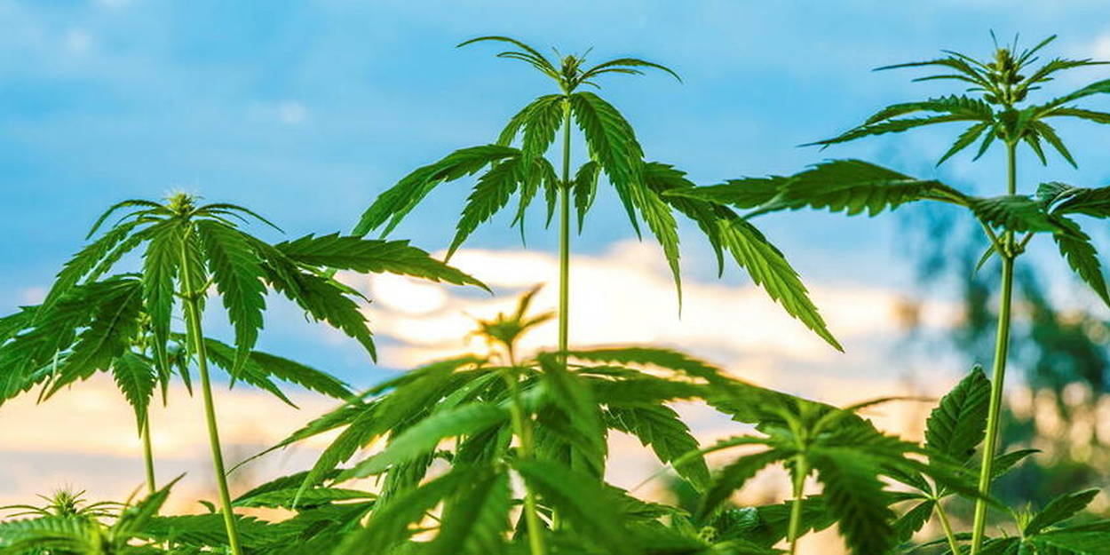 La culture de cannabis médical désormais autorisée en France