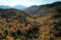 La Corse compte environ 500 000 ha de forêt.

