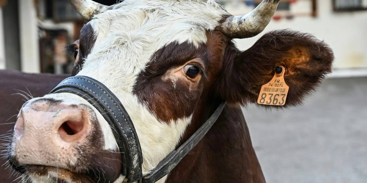 Qui est Haute, la vache-star du Salon de l'agriculture ?