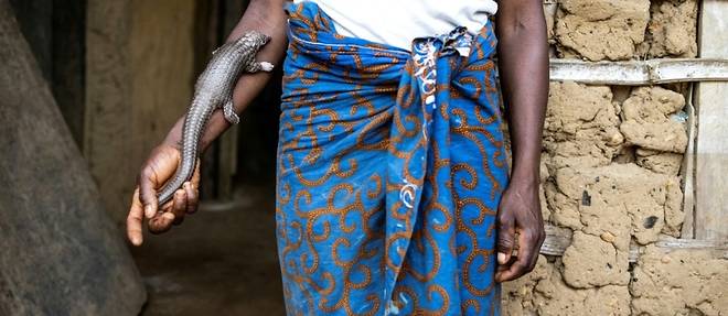 Le pangolin au Liberia: "On le tue, on le mange, les ecailles on les vend"