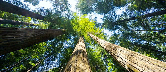 Le parc national de Redwood, en Californie.
