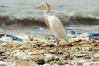 Pollution plastique&nbsp;: l&rsquo;ONU se penche sur un trait&eacute; &laquo;&nbsp;historique&nbsp;&raquo;
