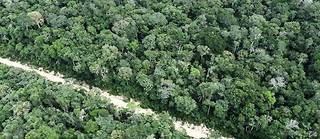 Selon une étude scientifique, le réchauffement climatique à lui seul pourrait pousser la plus grande forêt tropicale du monde vers une transformation irrémédiable en savane. (image d'illustration)
