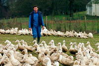 Le Grand Ouest frapp&eacute; par la grippe aviaire, des millions d&rsquo;animaux condamn&eacute;s