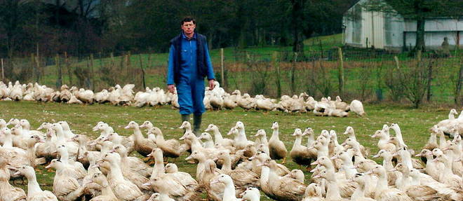 Dans le Sud-Ouest, la grippe aviaire avait contraint a l'abattage de 3,5 millions de volailles, majoritairement des canards. (image d'illustration)
