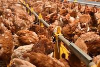 Grippe aviaire: la France doit encore abattre encore des millions d'animaux