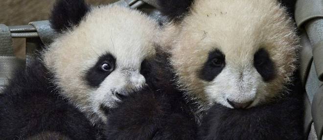 Premieres sorties en exterieur pour les jumelles pandas de Beauval