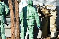 Grippe aviaire: d&eacute;j&agrave; dix millions de volailles abattues en France
