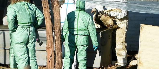 Grippe aviaire: deja dix millions de volailles abattues en France