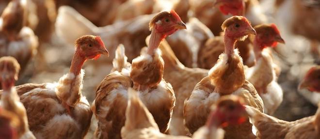 Grippe aviaire: la detresse des eleveurs vendeens face au "desastre"