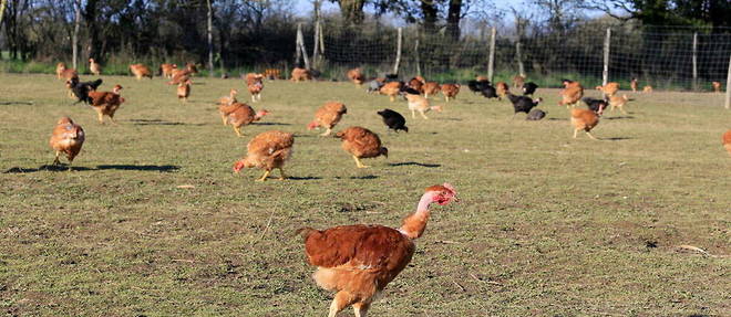 Au 23 mars, 10 millions de volailles avaient ete abattues en France, un chiffre record pour endiguer le plus severe episode de grippe aviaire qu'ait connu le pays.
