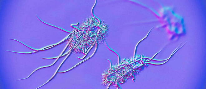 Representation de la bacterie E. Coli (photo d'illustration).
