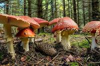 Selon une étude scientifique, les champignons seraient capables de communiquer entre eux, utilisant des impulsions électriques.
