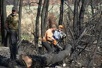 En 2021, la Grèce a été traversée par des incendies massifs, qui ont dévasté les forêts, notamment dans les régions du nord du pays.
