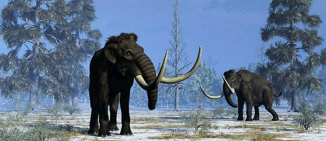 Les mammouths laineux (Mammuthus primigenius) vivaient il y a 120 000 ans, et jusqu'a 4 000 ans pour ses derniers representants.
