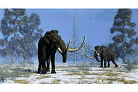Les mammouths laineux (Mammuthus primigenius) vivaient il y a 120 000 ans, et jusqu'à 4 000 ans pour ses derniers représentants.
