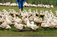 Grippe aviaire&nbsp;: 16&nbsp;millions de volailles abattues&nbsp;depuis novembre