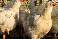 Grippe aviaire: un nombre record d'abattages en France, la fili&egrave;re fragilis&eacute;e