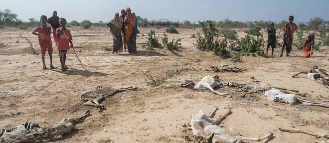 En Ethiopie, la pire secheresse "jamais vecue" ravage les vies des nomades somali