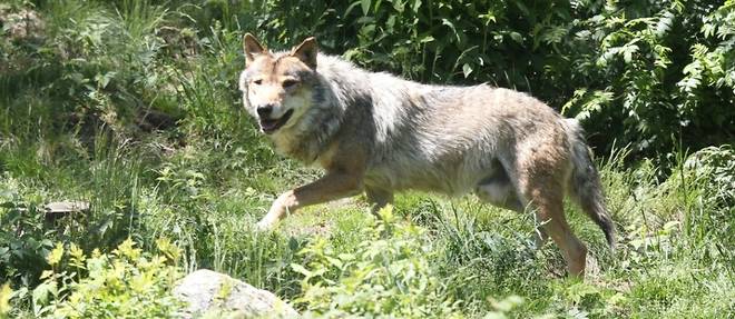 France : Le loup reapparait dans le Finistere apres plus d'un siecle d'absence